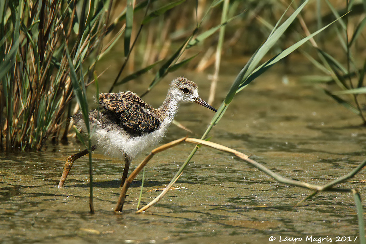 Il piccolo cavaliere