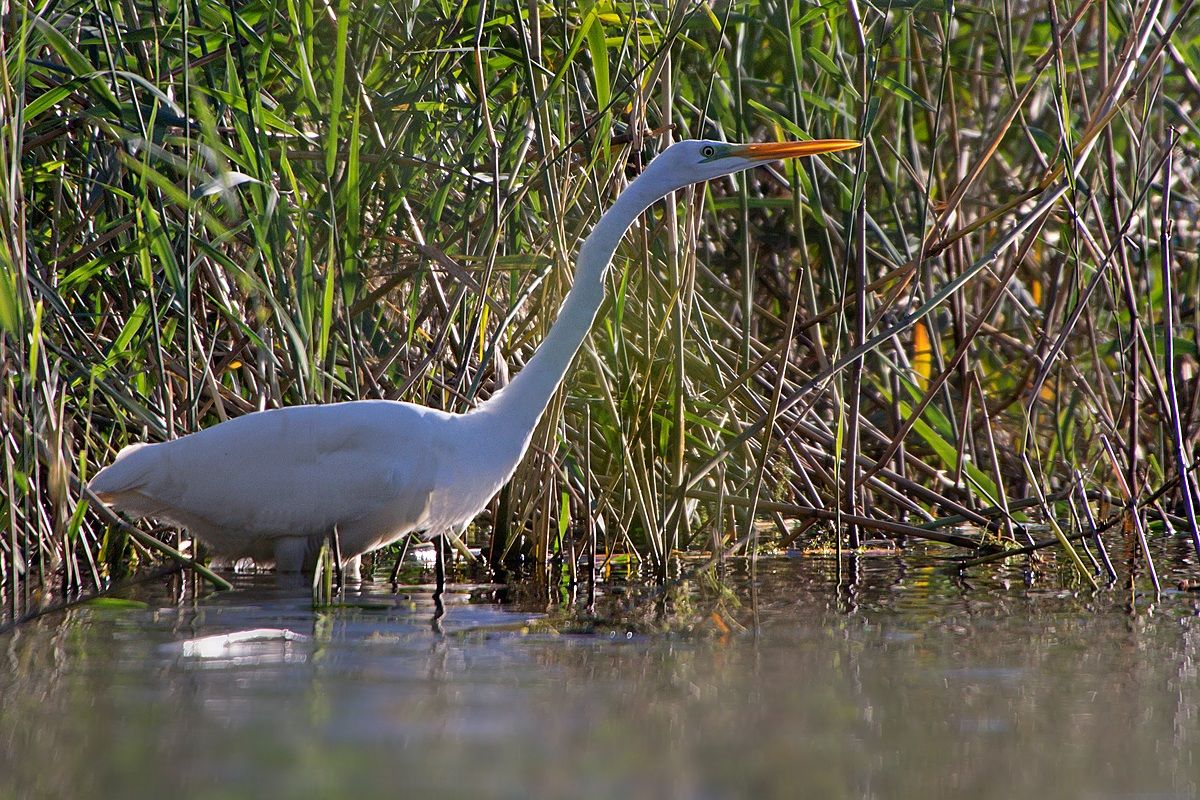 Airone Bianco Maggiore (Ardea Alba)