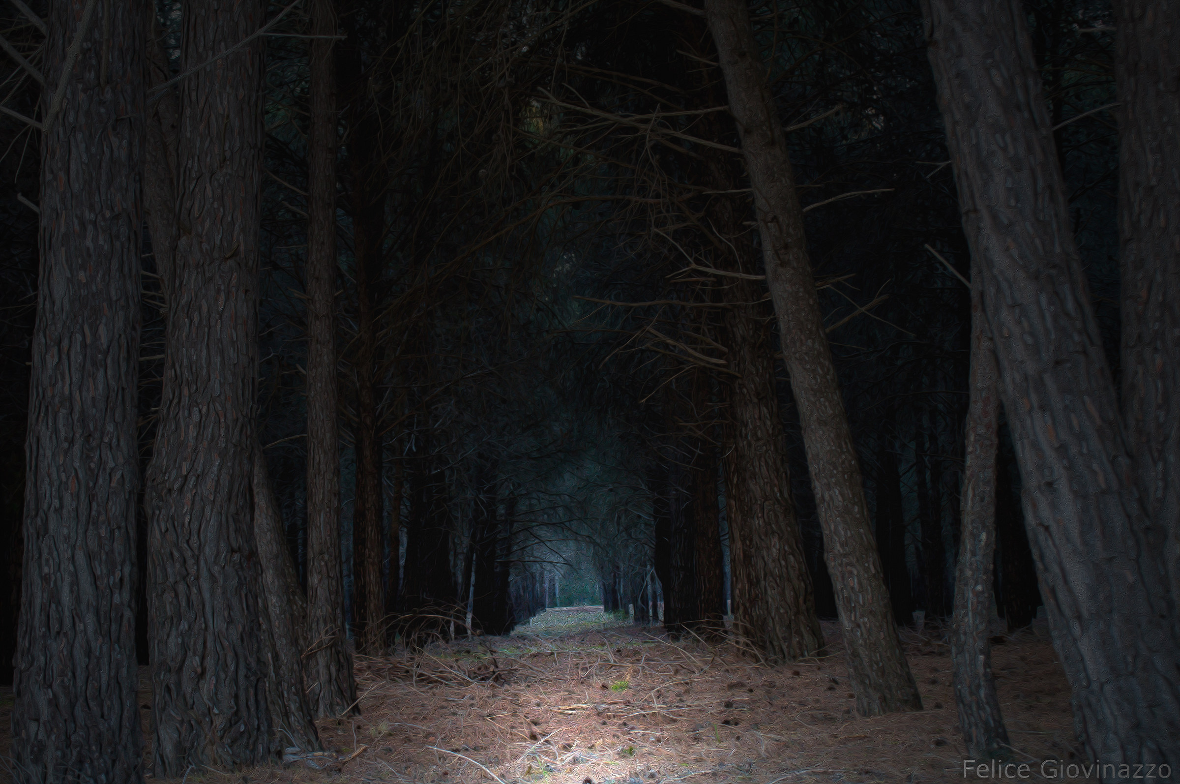 the dark pine forest