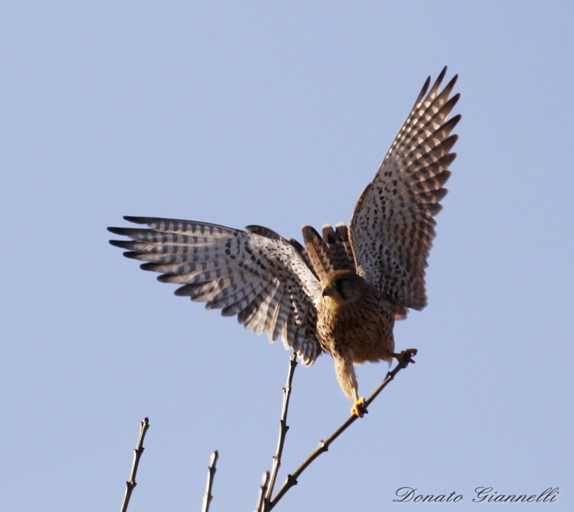 Kestrel