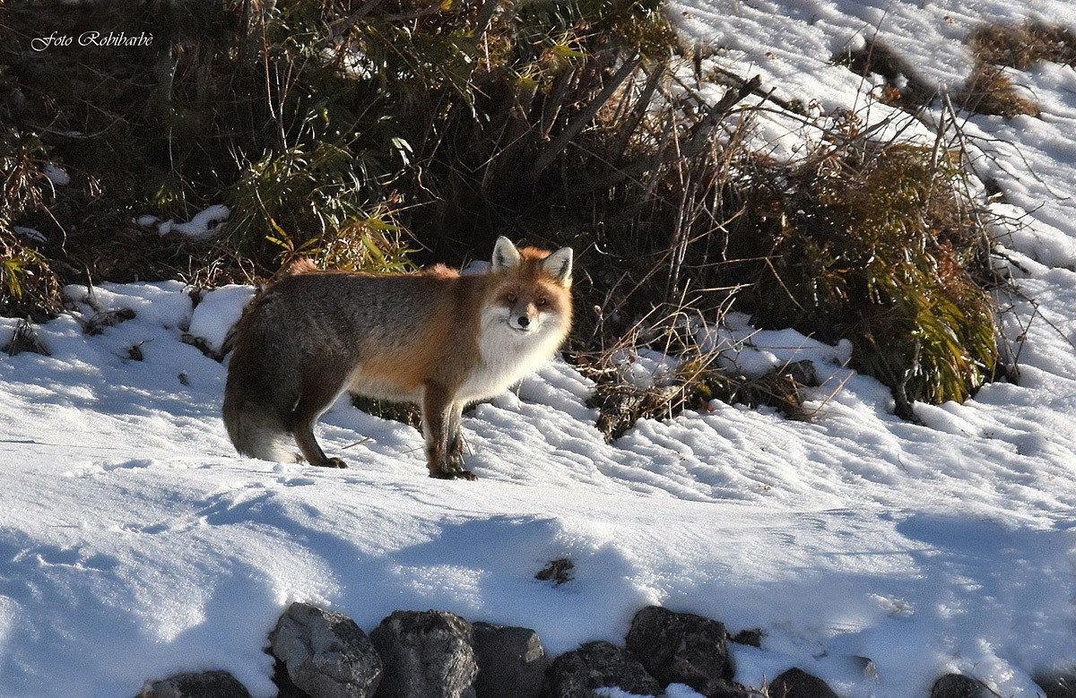 The Fox in Winter ...