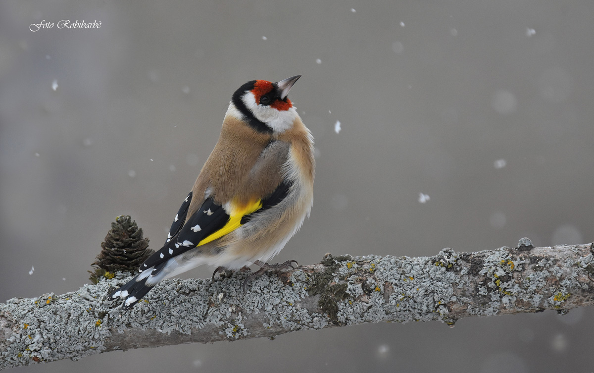 Tra un fiocco e l'altro...