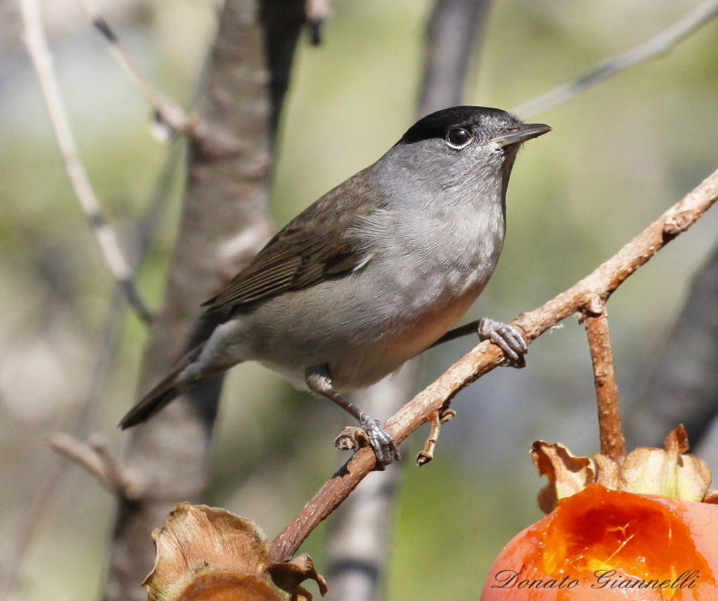 Male blackcap