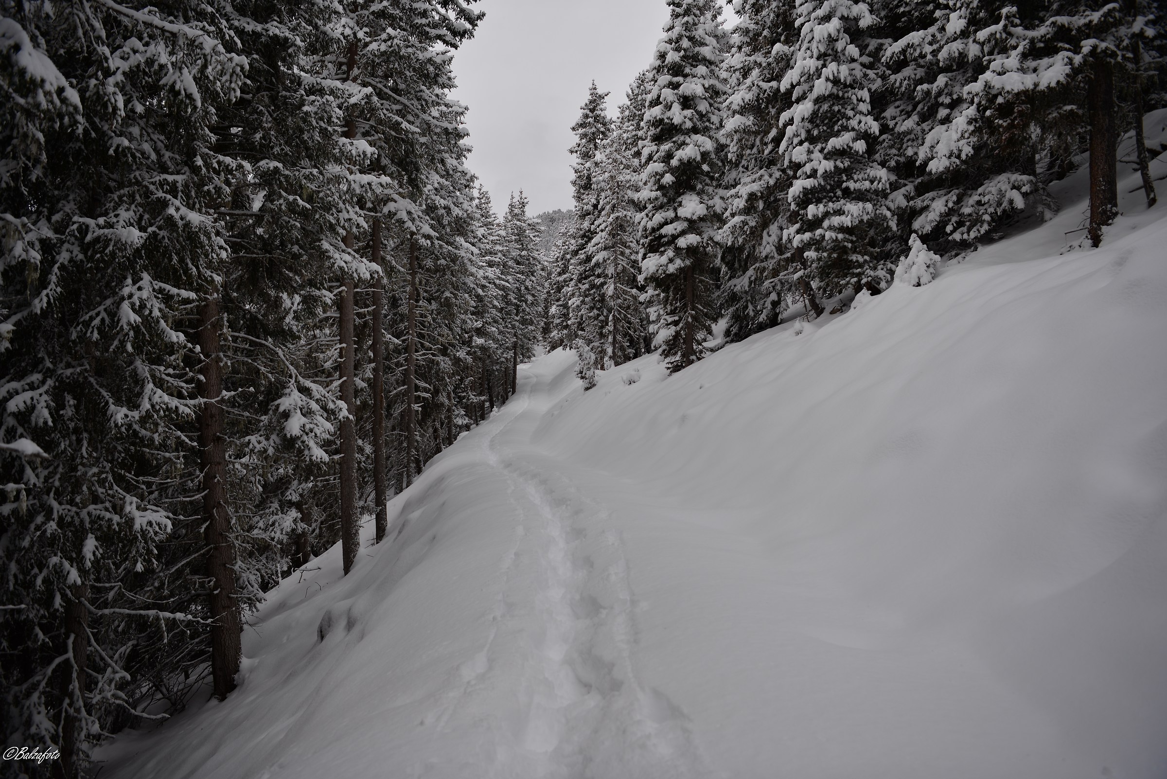 Snowshoeing along snow-covered trails