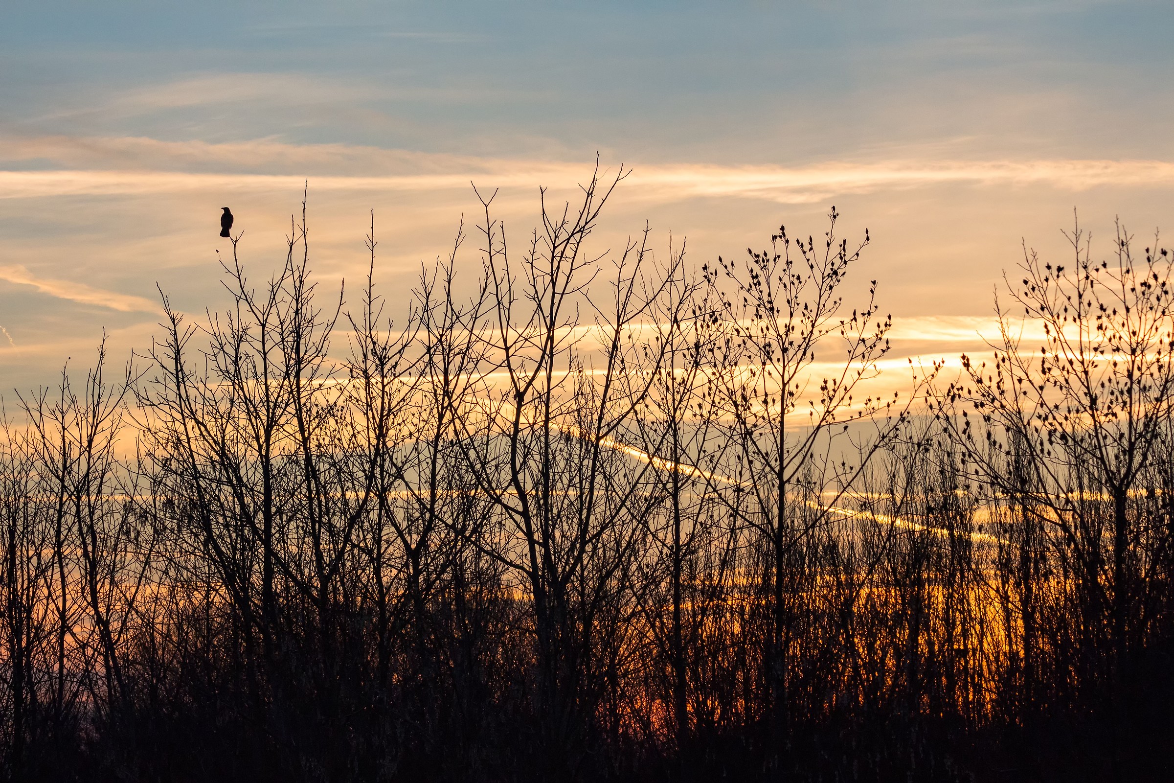 Thank you to Nature and animals