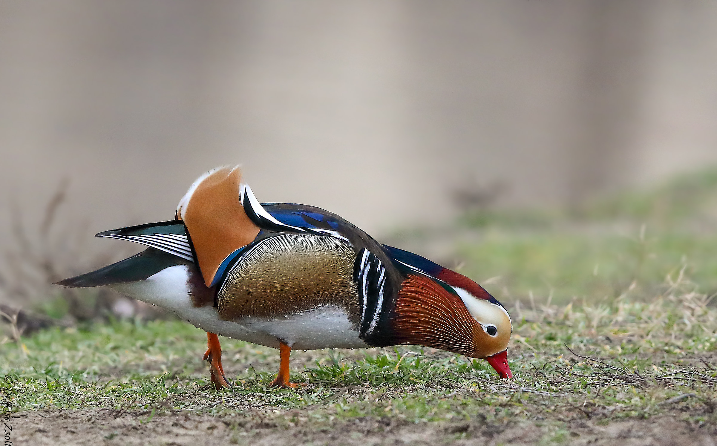 Nutrire il mandarino