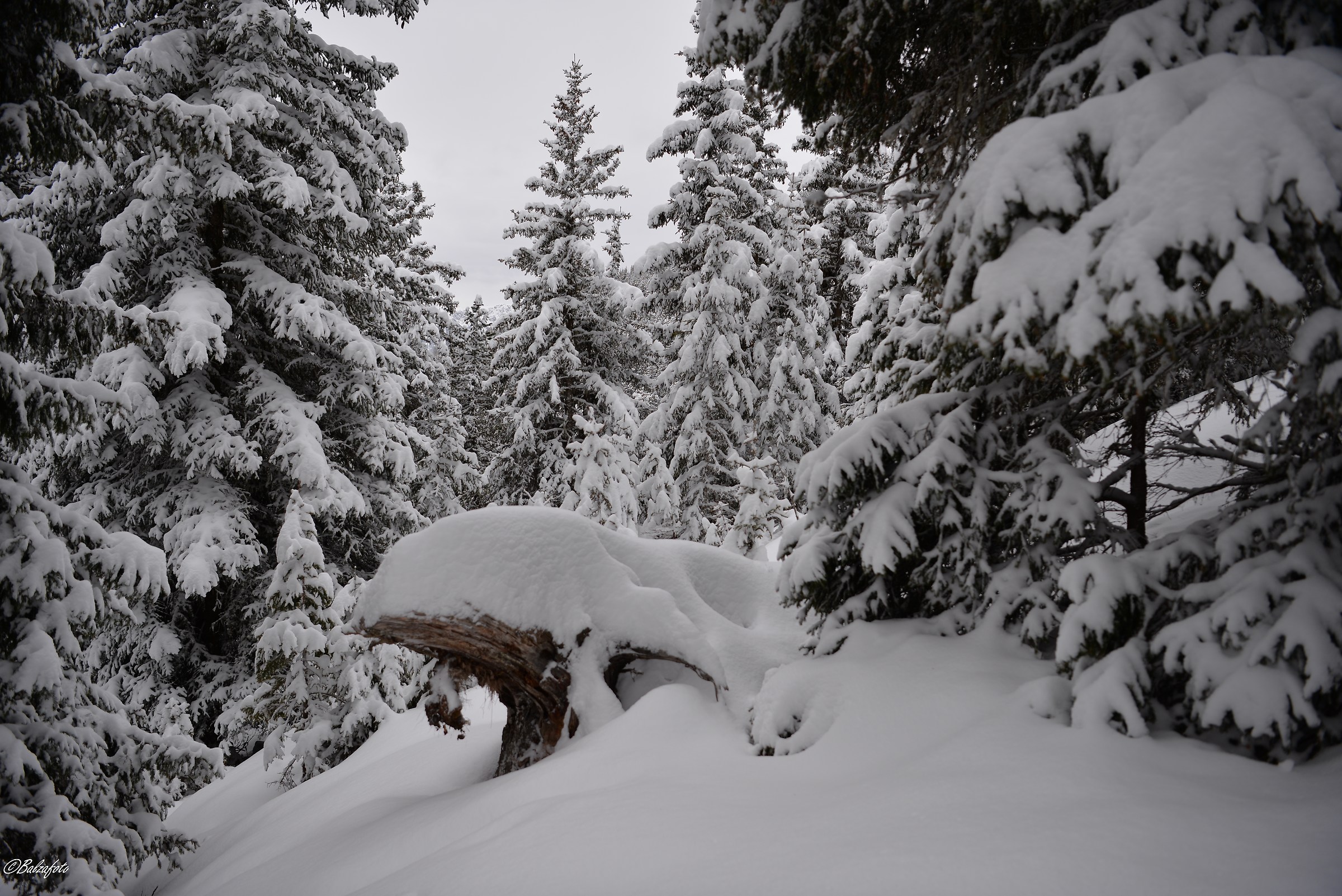 Forest covered with snow