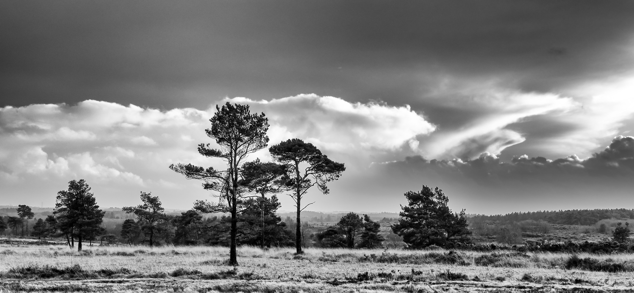 The Heath In Black & White