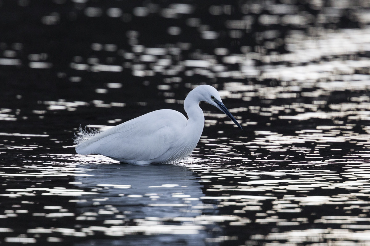 Garzetta a pesca tra i bagliori dell'alba...