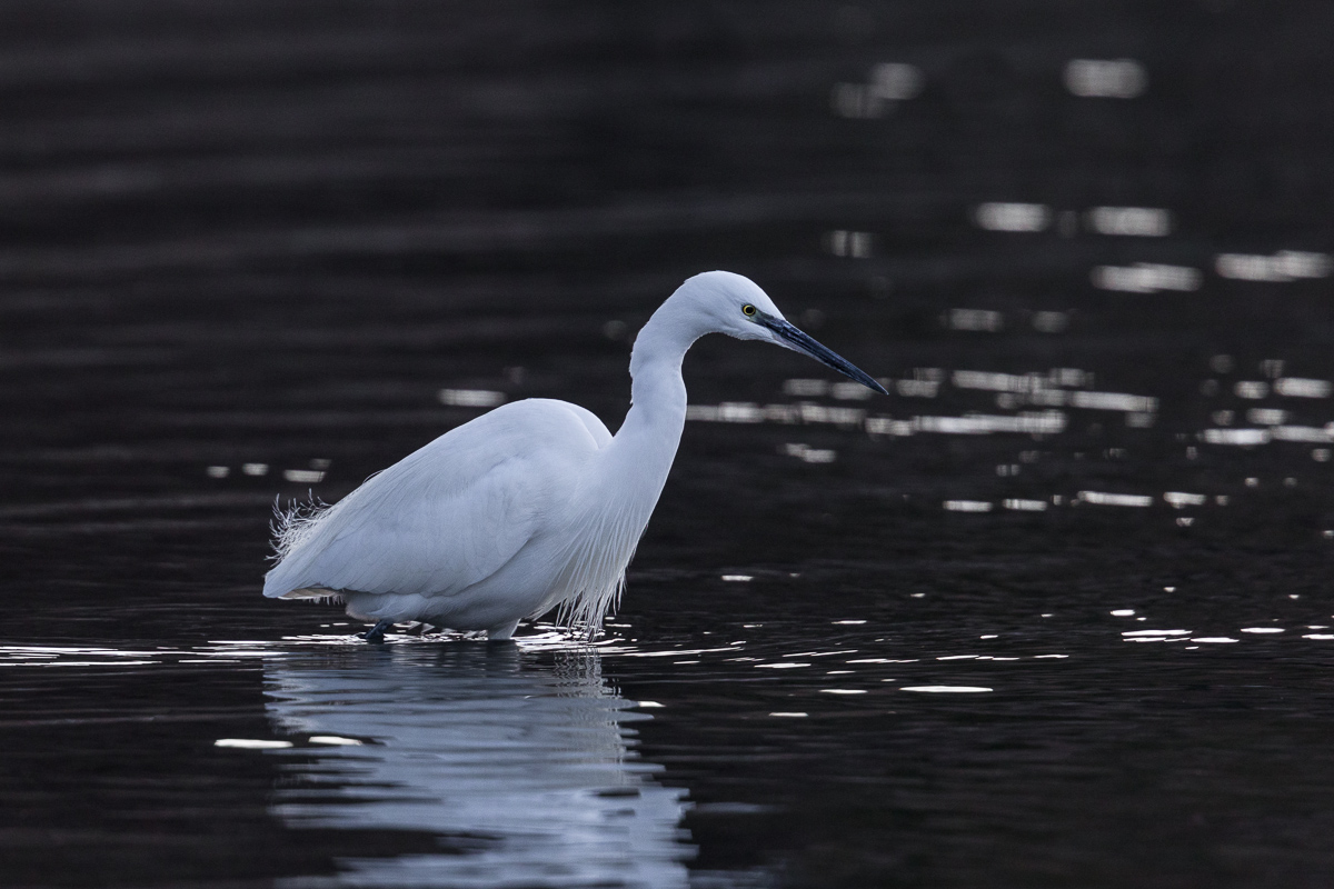 Garzetta a pesca nel lago...