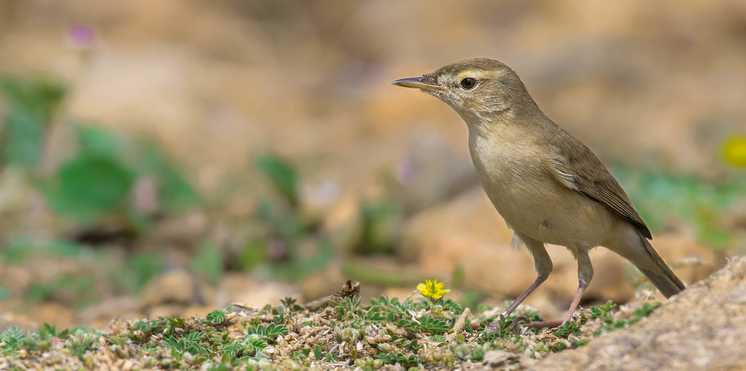 Pipit