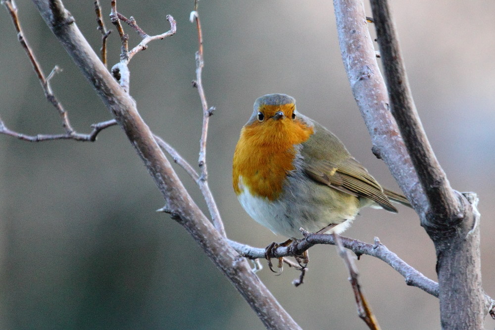 Pettirosso (Erithacus rubecula)