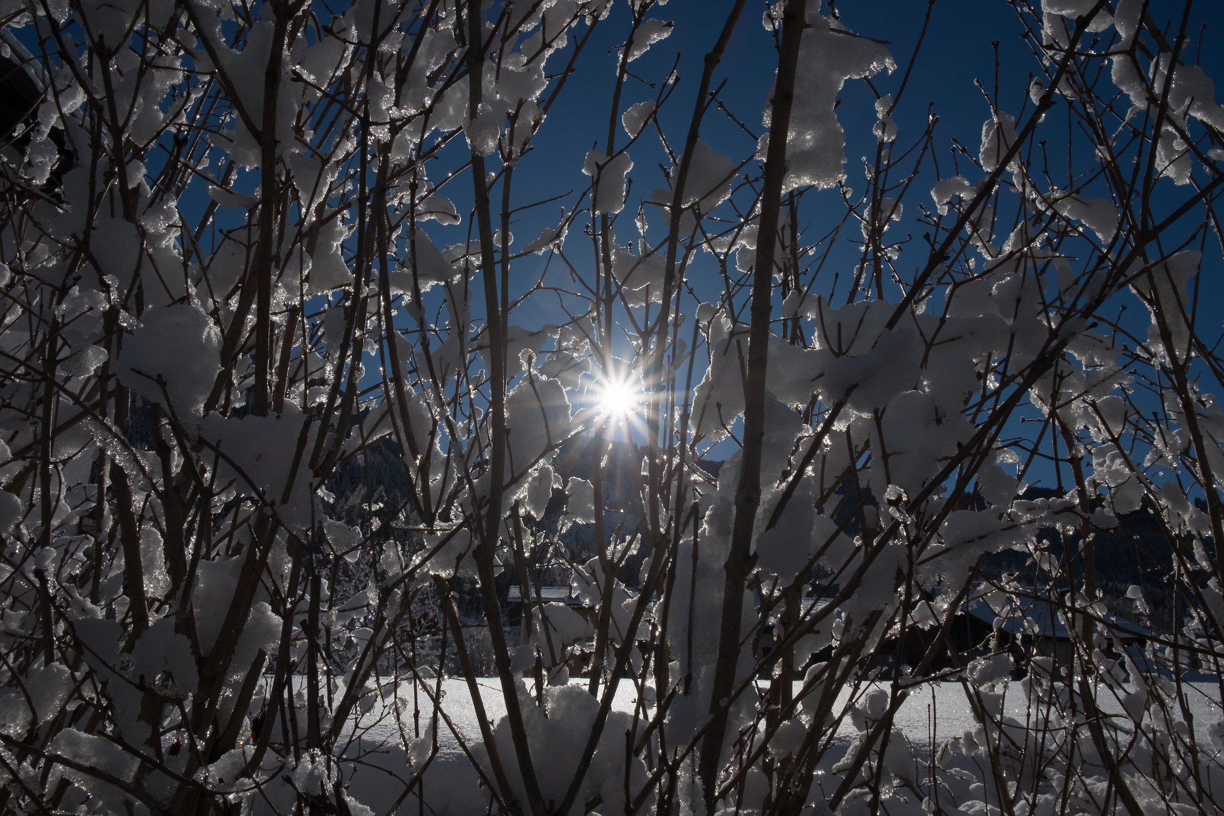 Piccola stella nel suo cielo