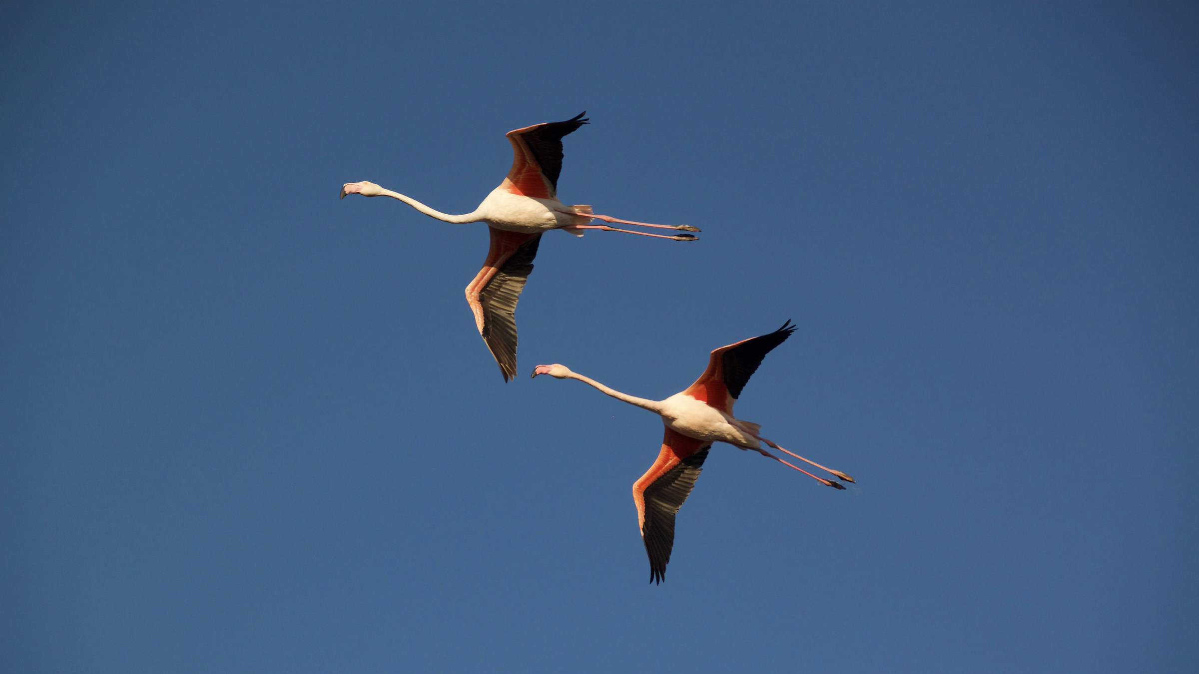 flight in pairs