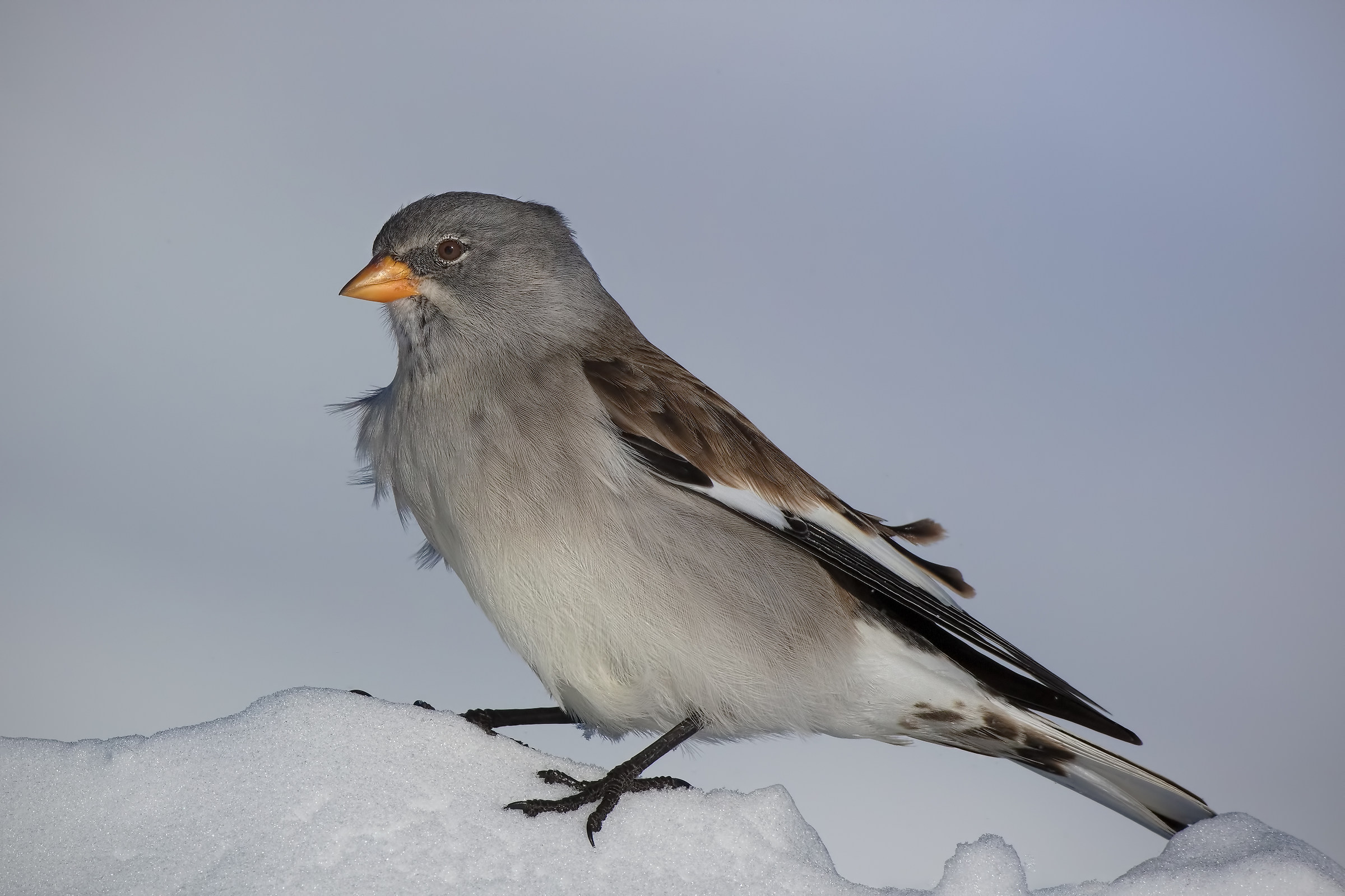 Fringuello delle nevi (Montifringilla nivalis)