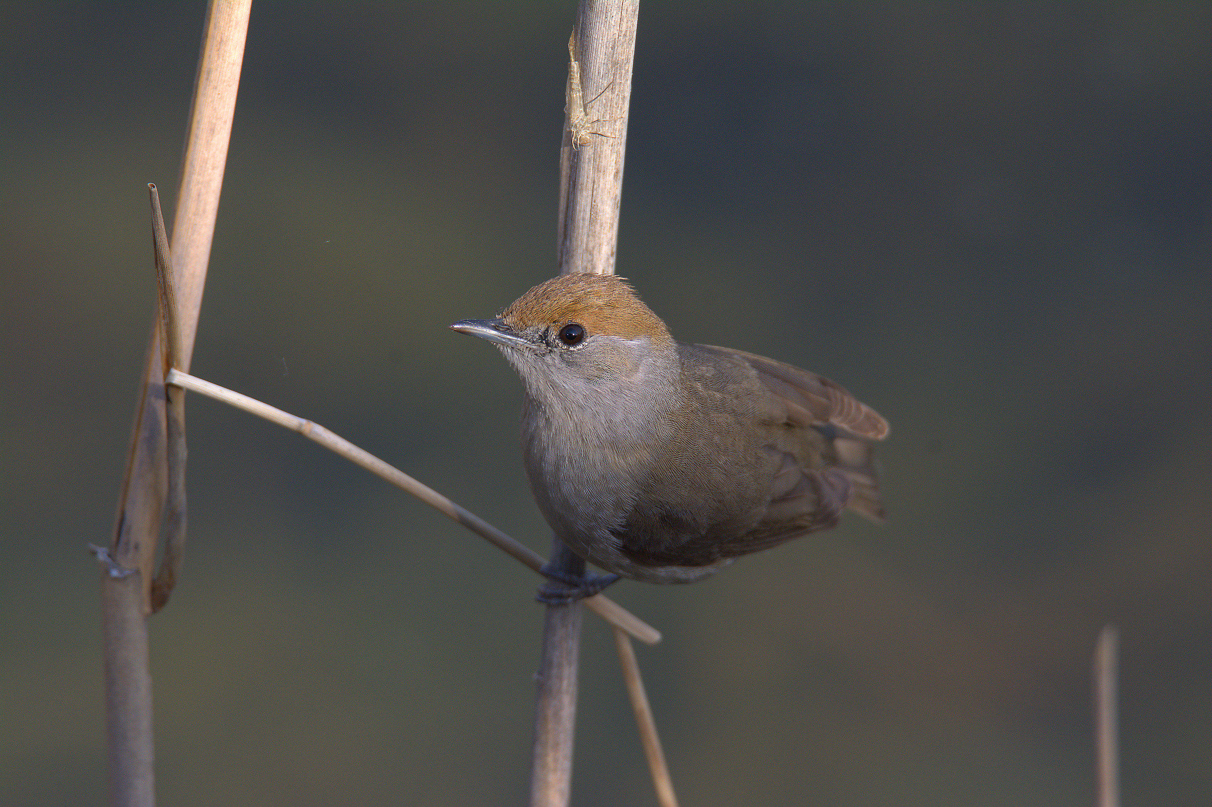 Female blackcap
