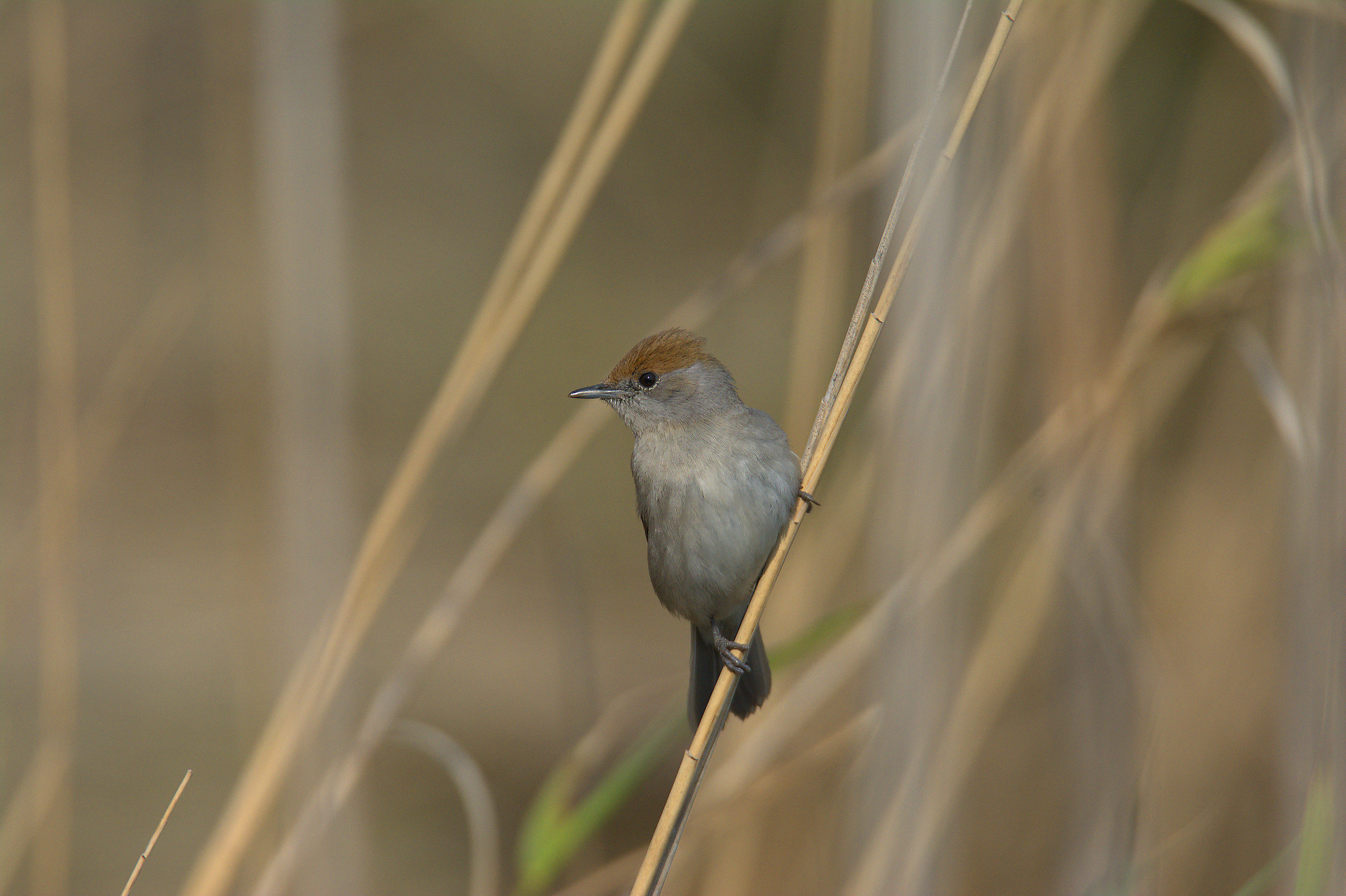 Female blackcap