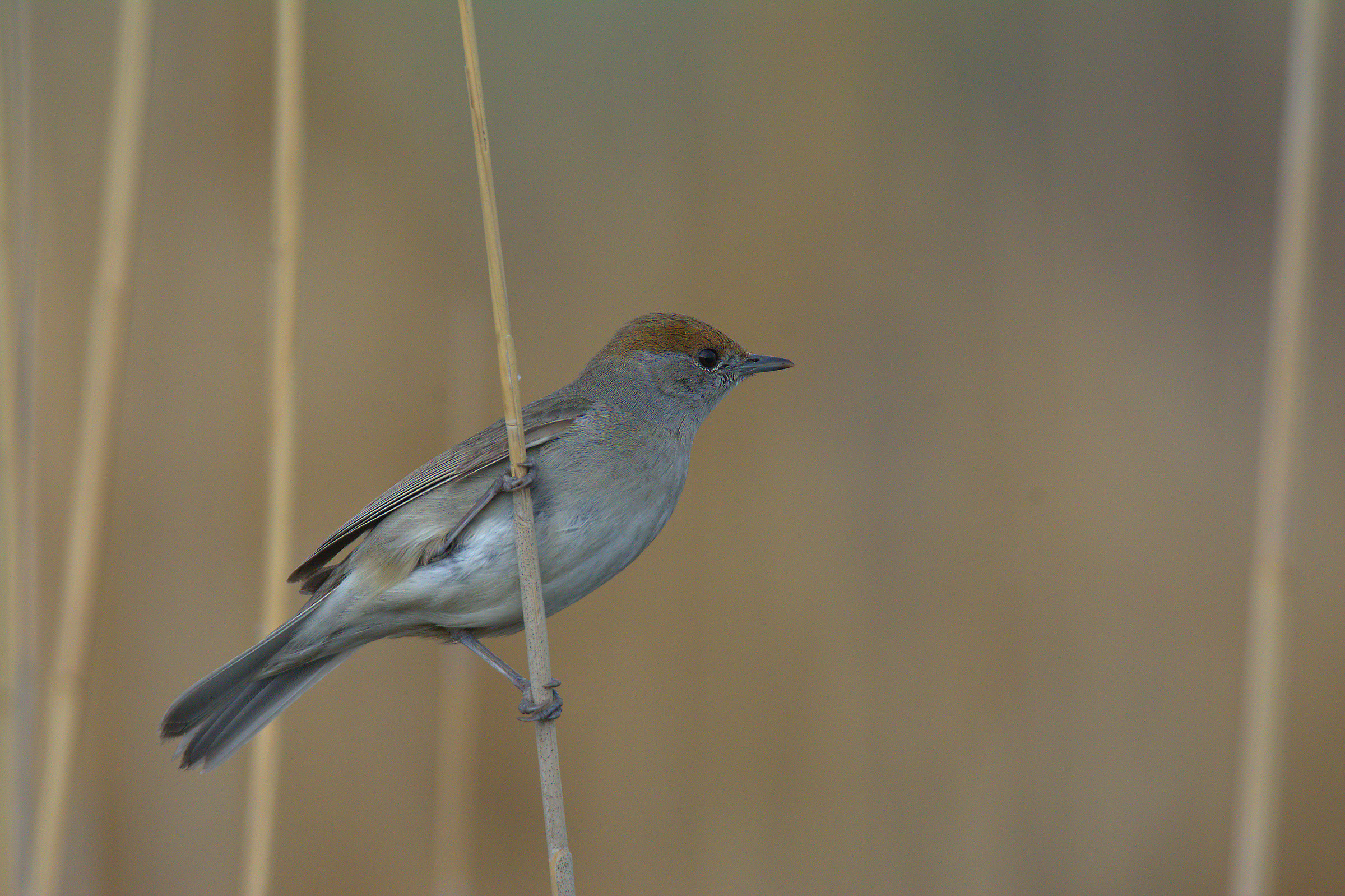 Female blackcap