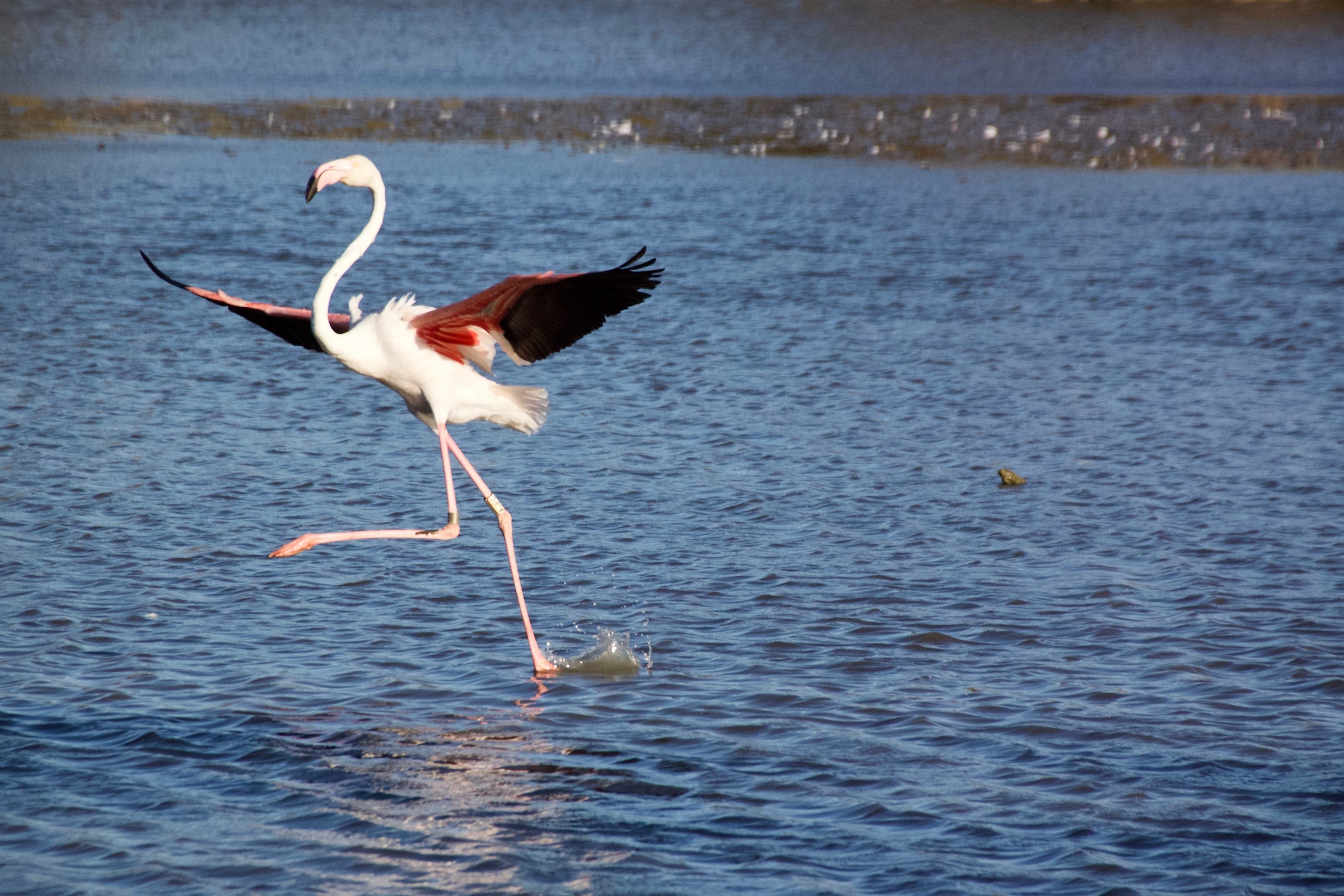 walk on the water ......