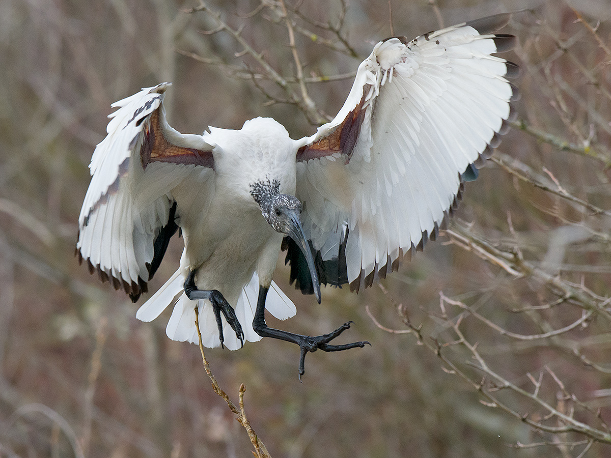 Ibis sacro in "arramaggio"