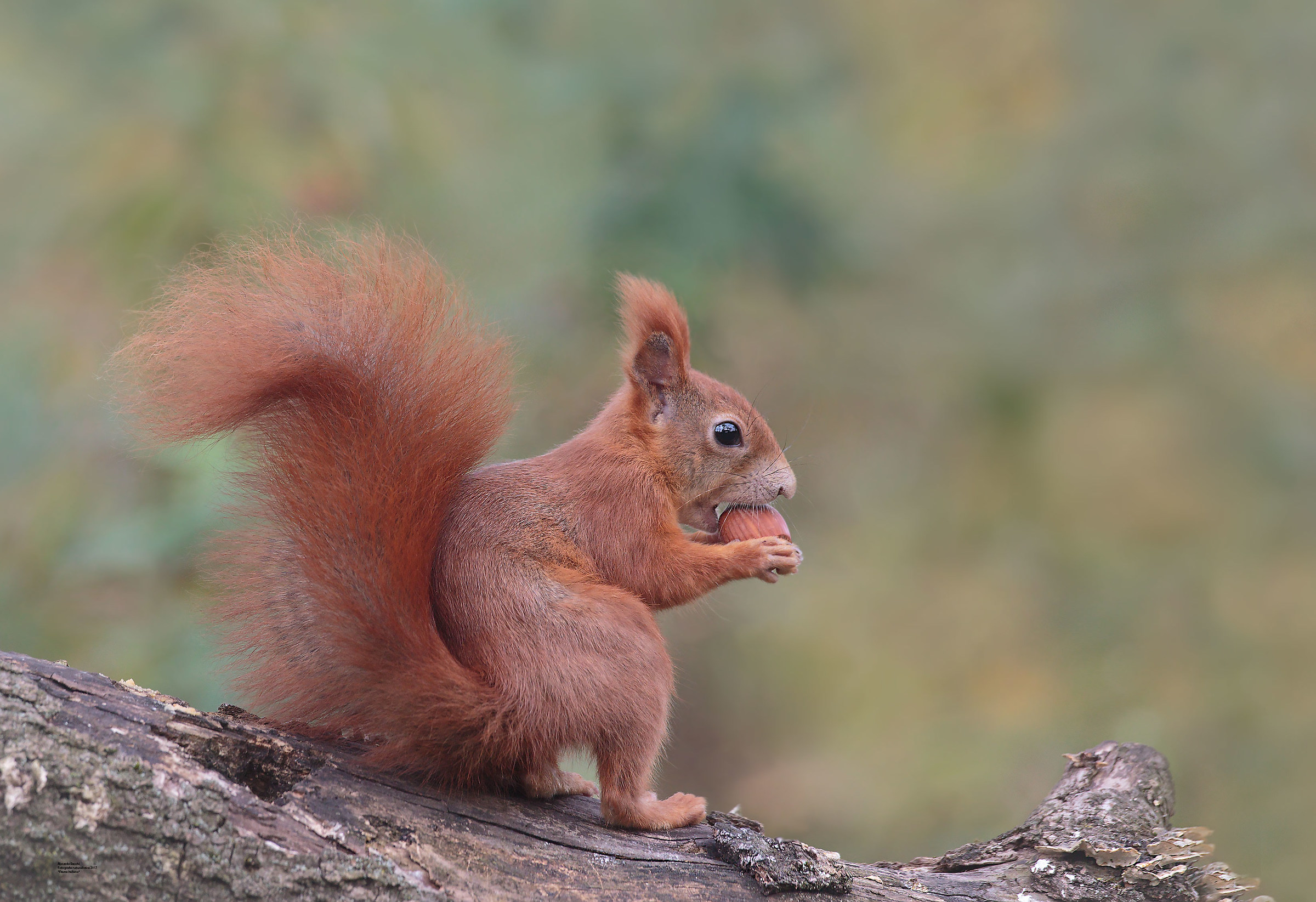 scoiattoloRosso e funghi del legno