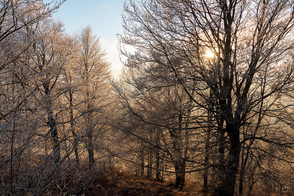nel silenzio del bosco