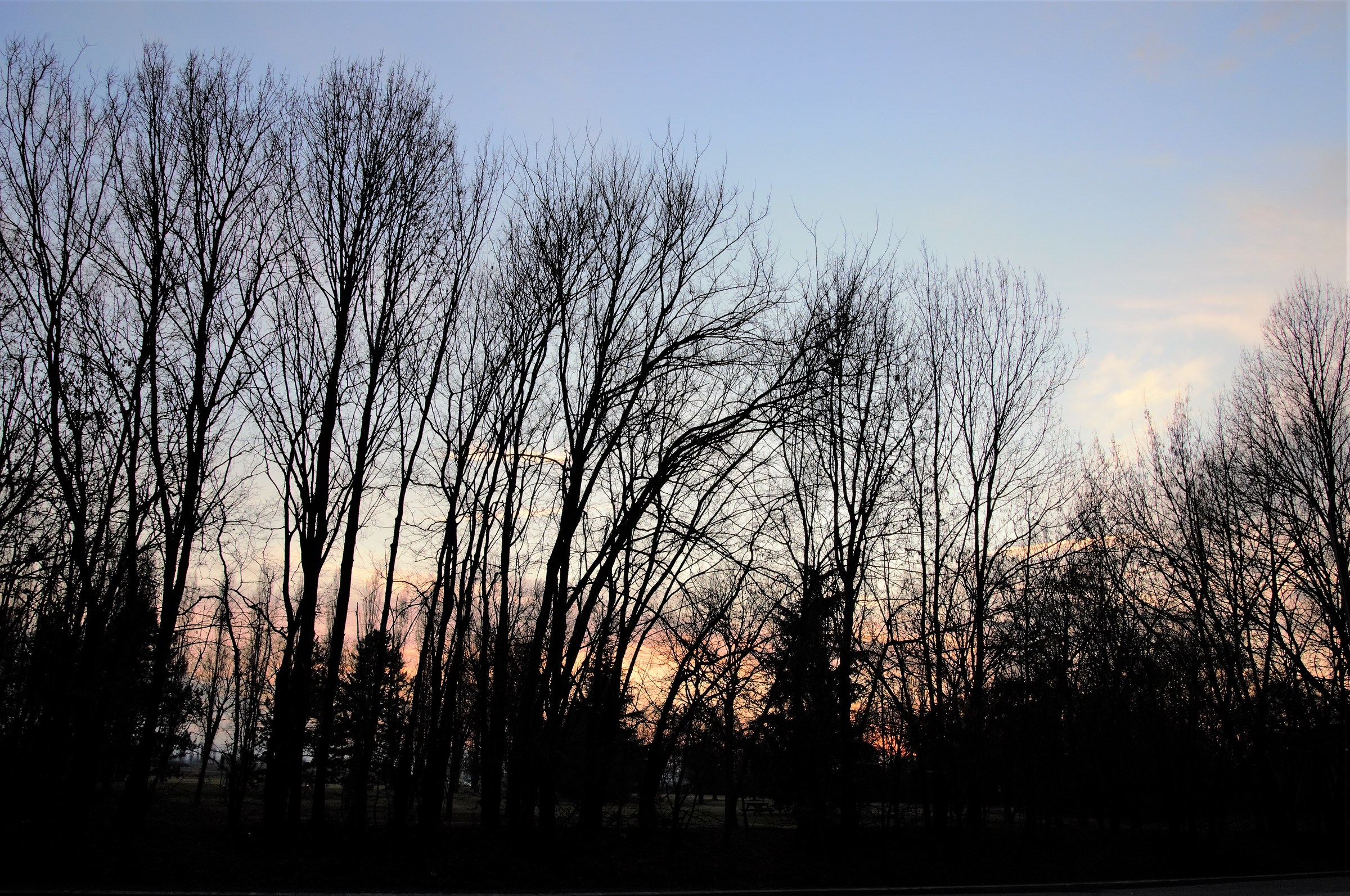 Sunset in the branches