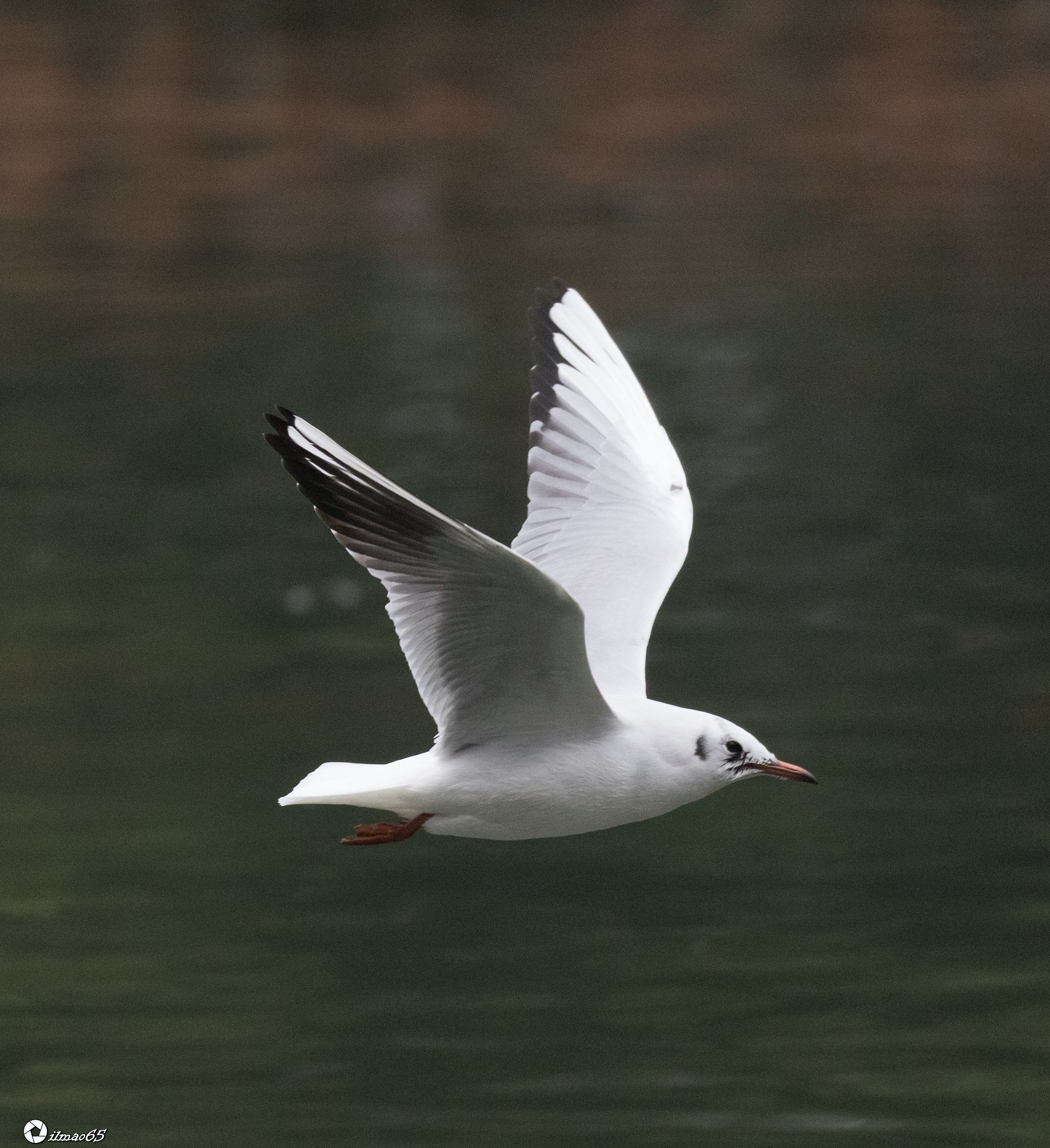 In flight