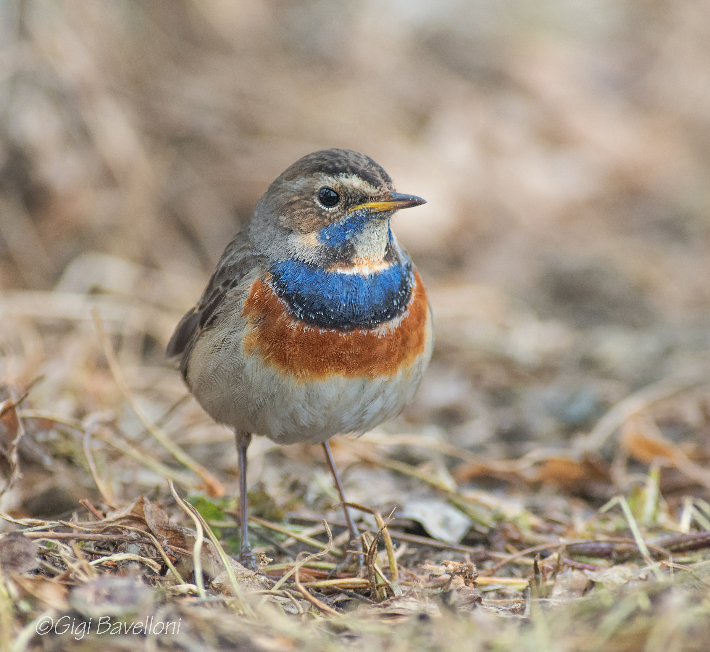 bluethroat