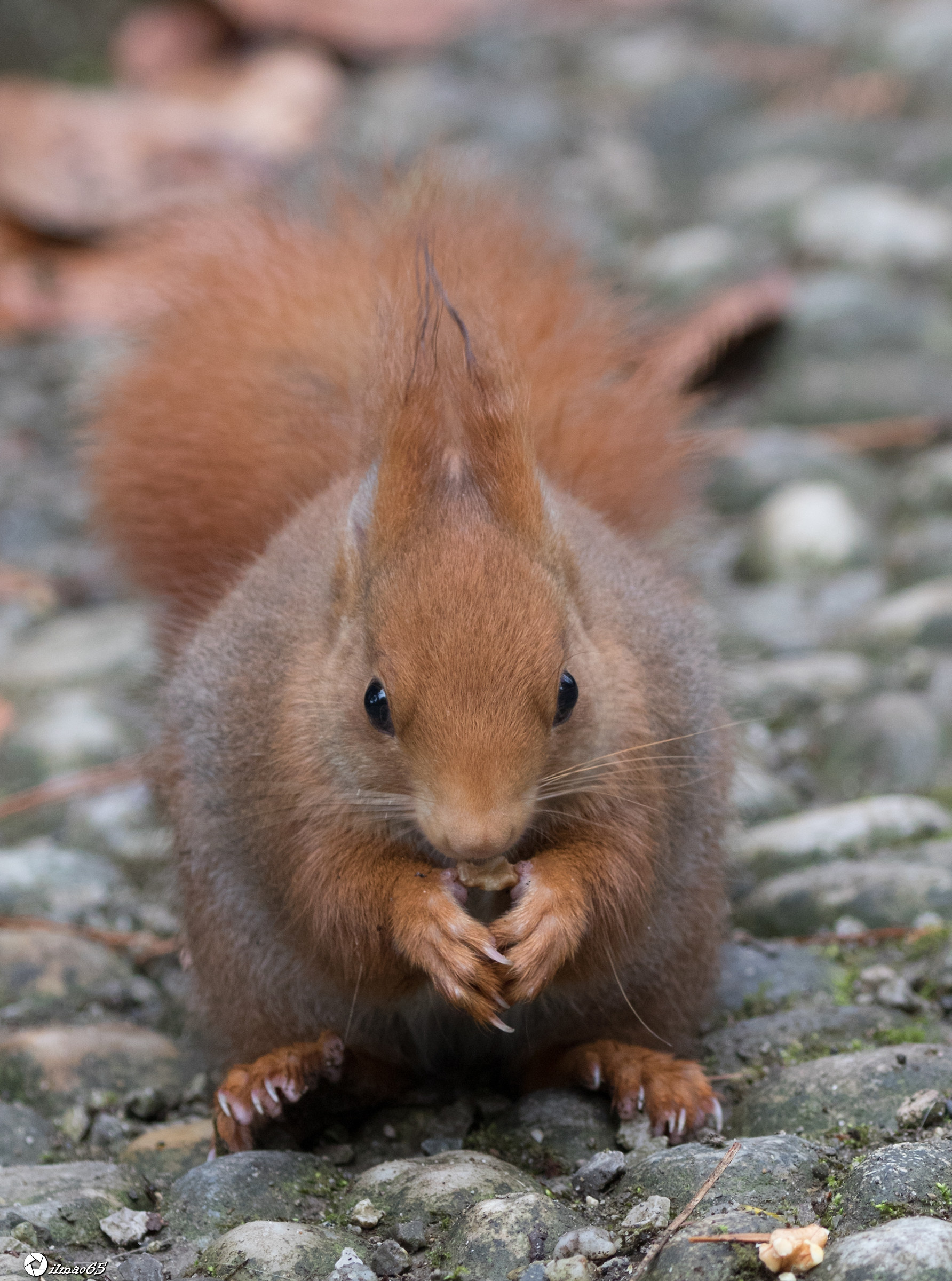 Red Squirrel