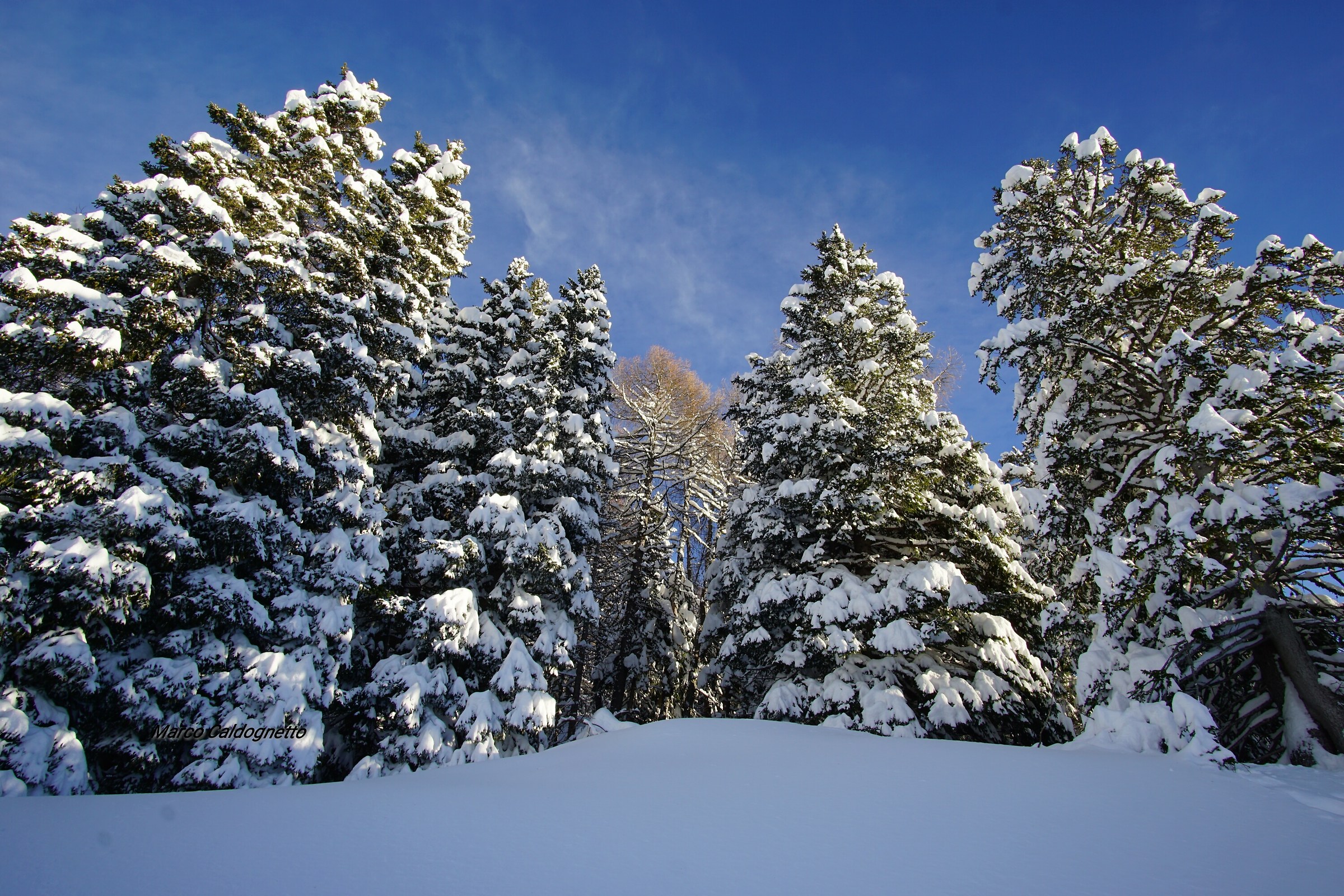 When the snow falls, nature hears. (Antoinette van