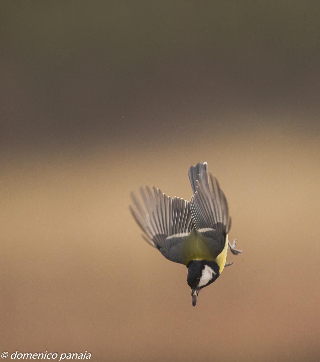 come un martin pescatore