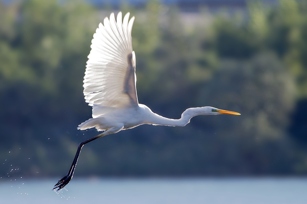 Airone Bianco Maggiore (Ardea Alba)