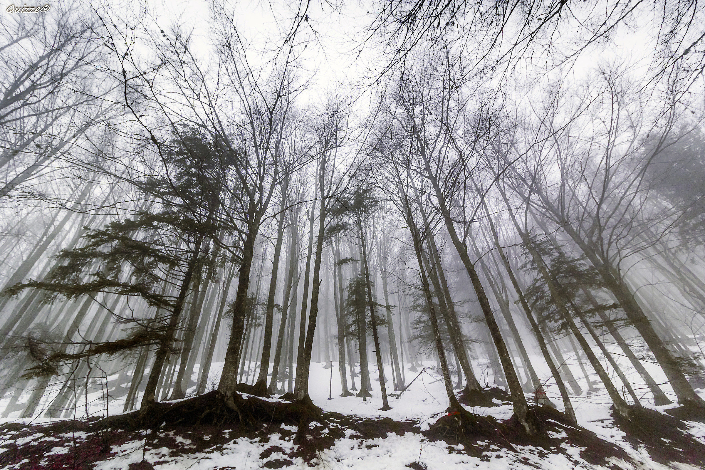 "National Park of Casentino Forests"
