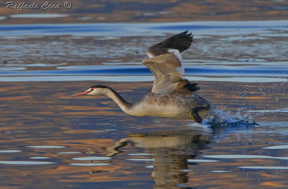 Svasso Maggiore.La Fuga