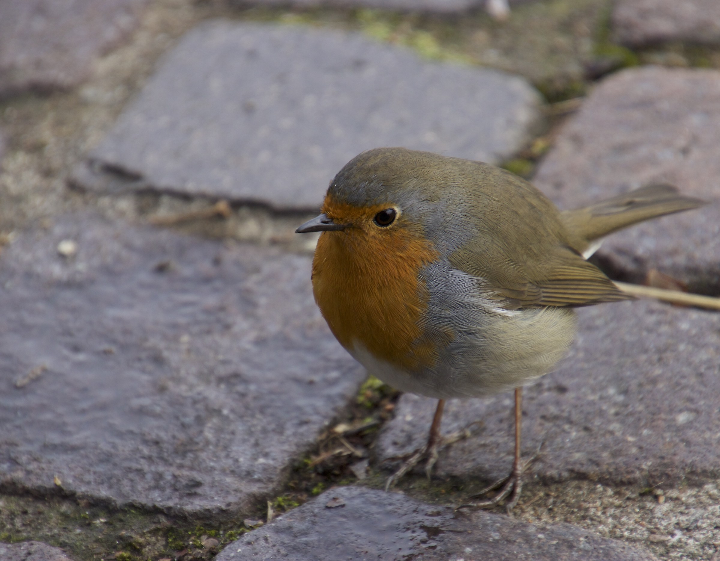Un pettirosso amichevole
