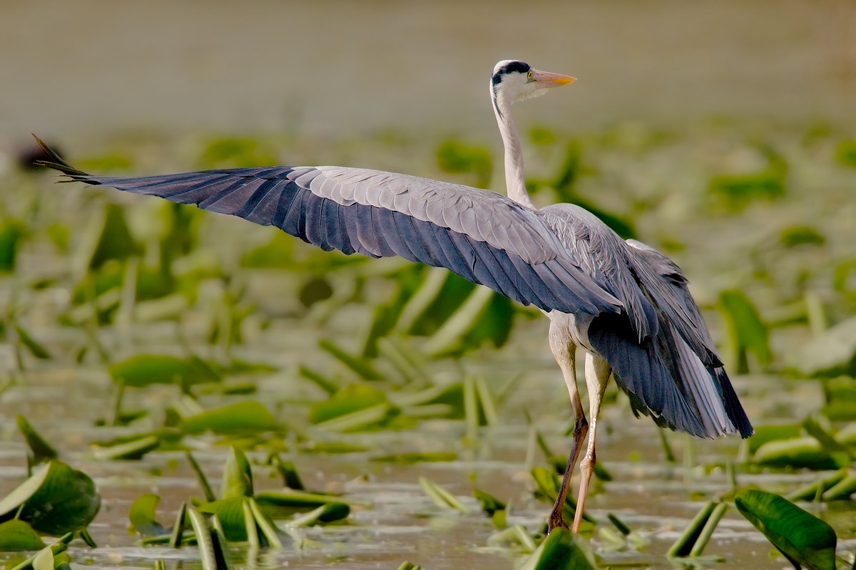 Gray Heron