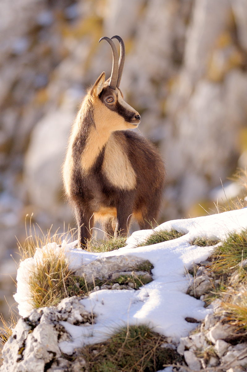 Chamois of Abruzzo