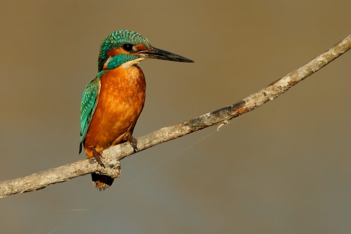Kingfisher