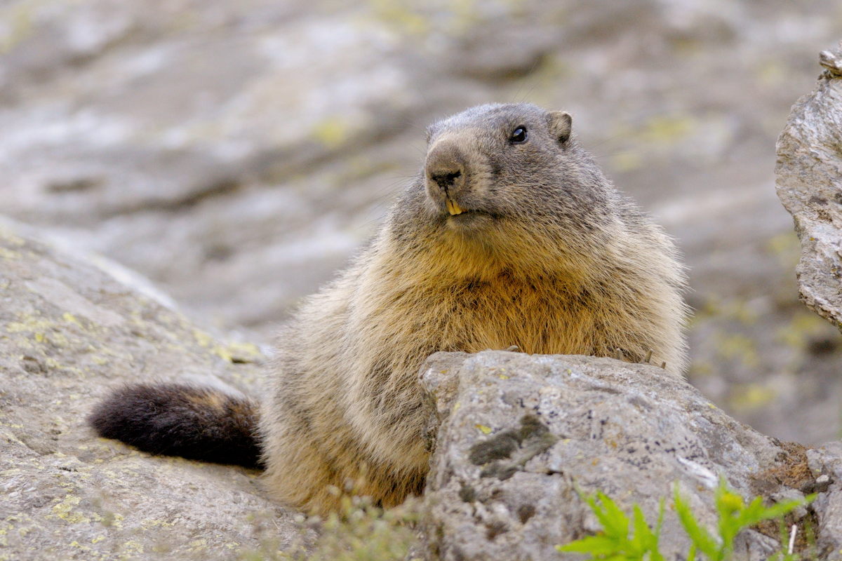 Marmot