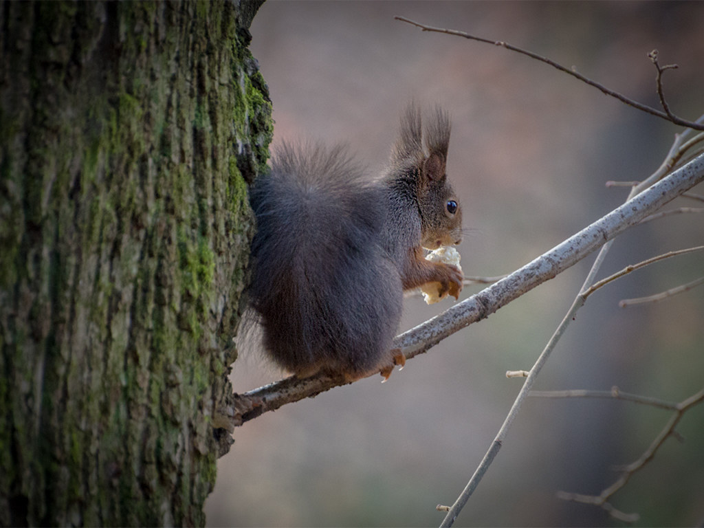 Scoiattolo che mangia