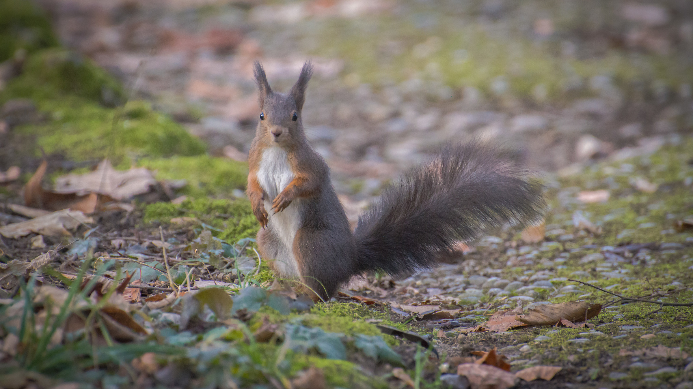 Scoiattolo rosso in posa