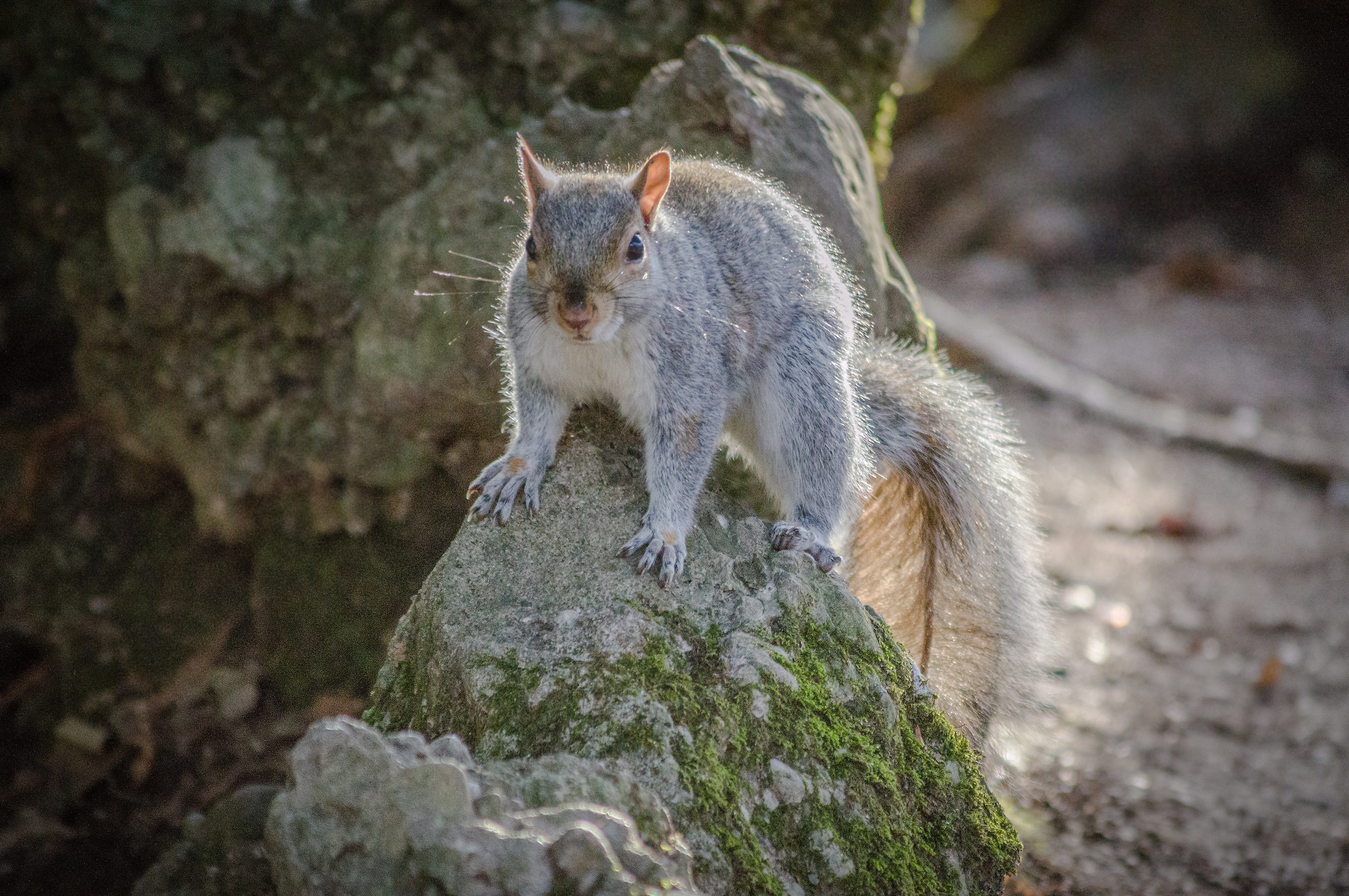 Scoiattolo su roccia