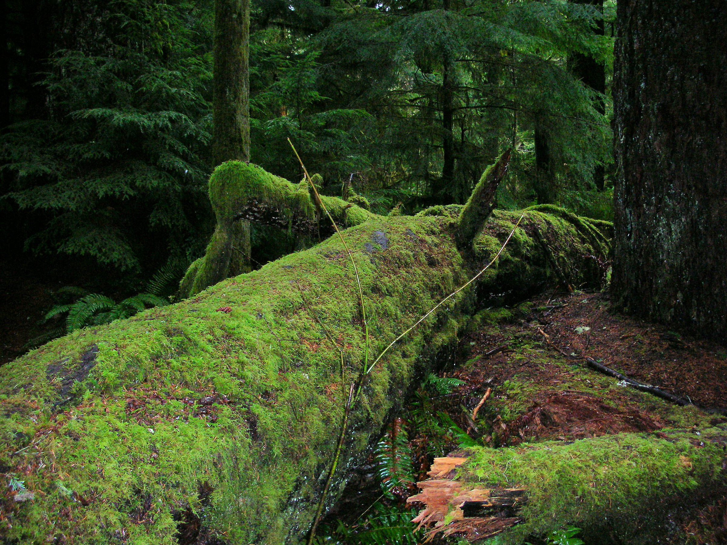Forest-Victoria-Canada