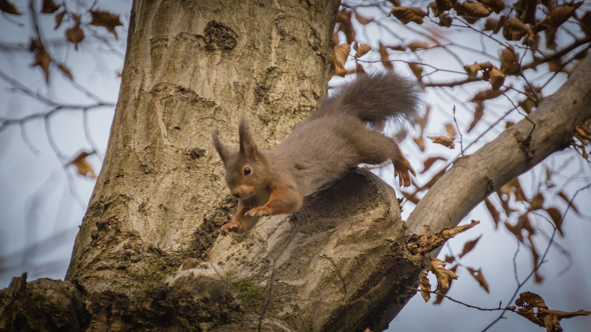 Scoiattolo rosso in volo
