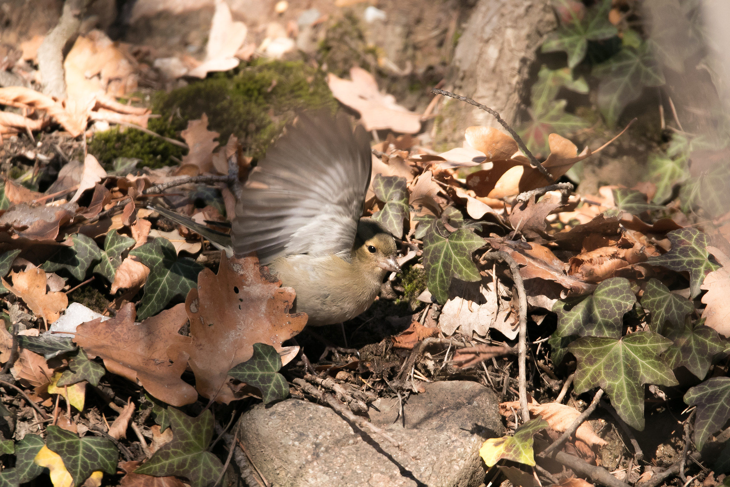 Hi Fringuella! Female chaffinch - Fringilla coelebs