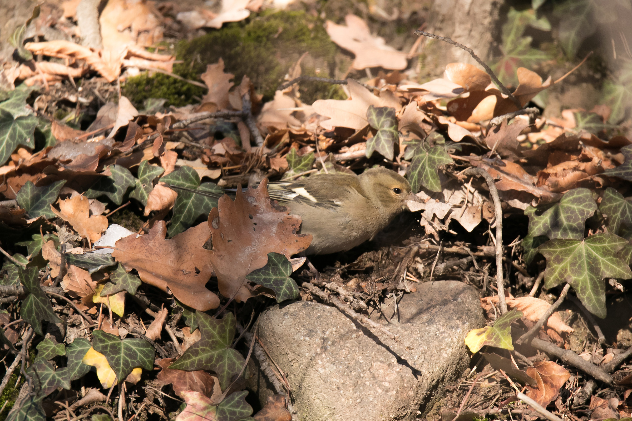 Female chaffinch - Fringilla coelebs