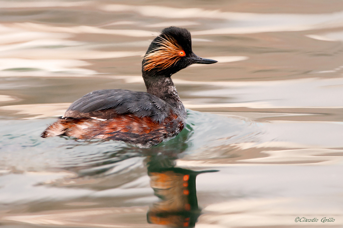 Black-necked Grebe
