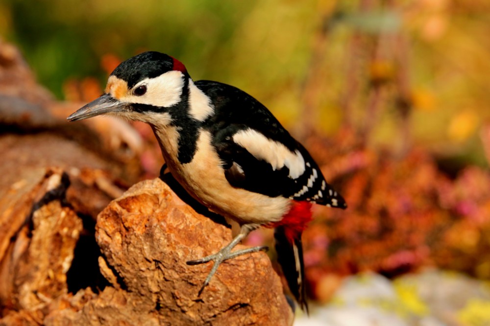 picchio rosso maggiore