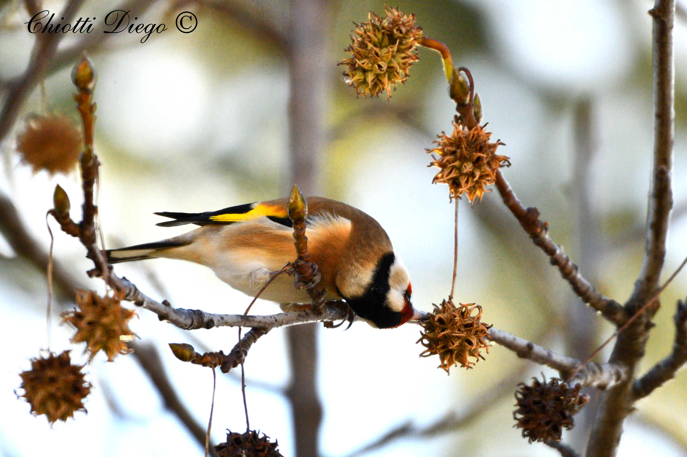 Twisted goldfinch